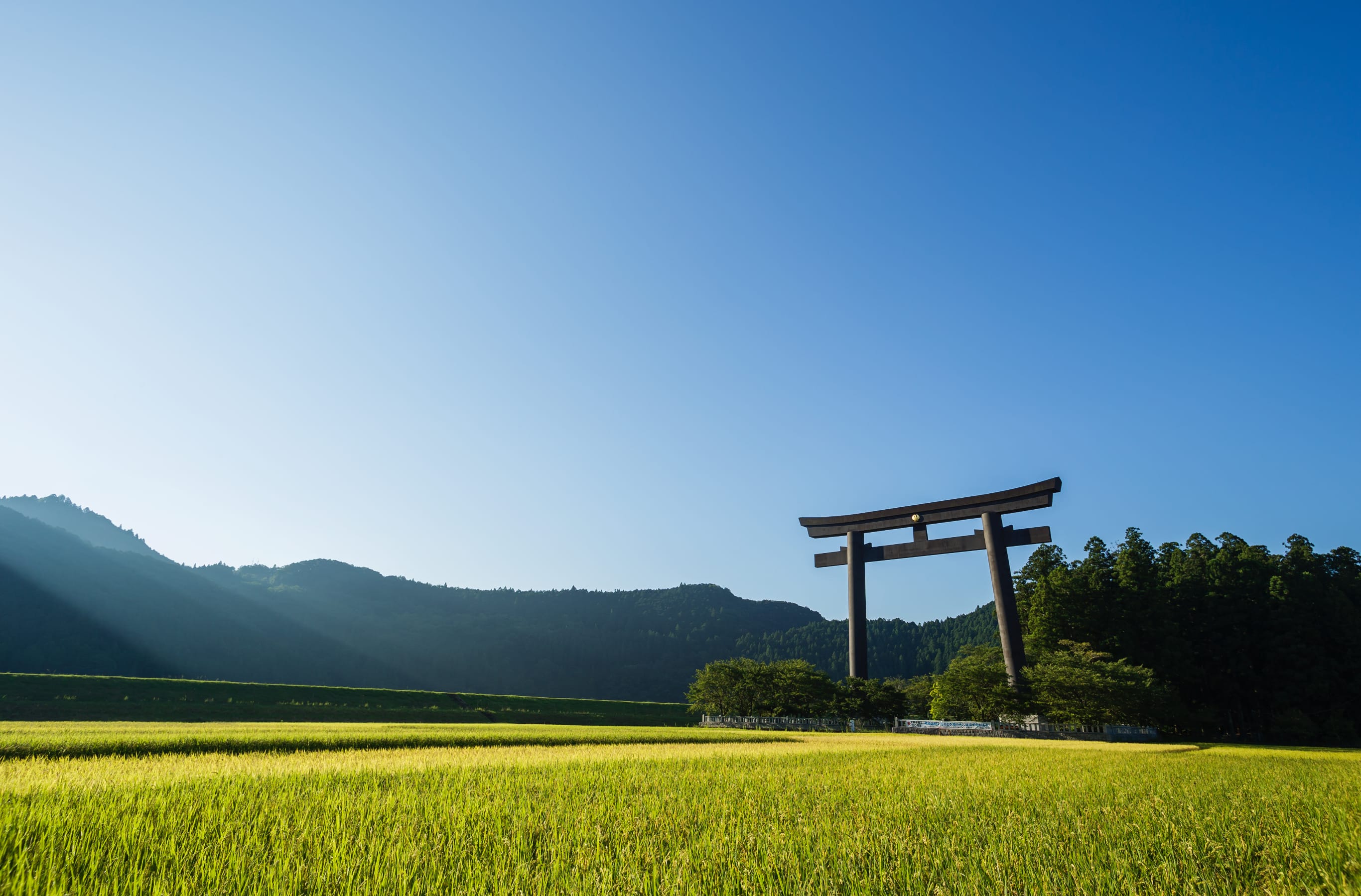 熊野の神が最初に舞い降りた地の傍らで育ったもち米